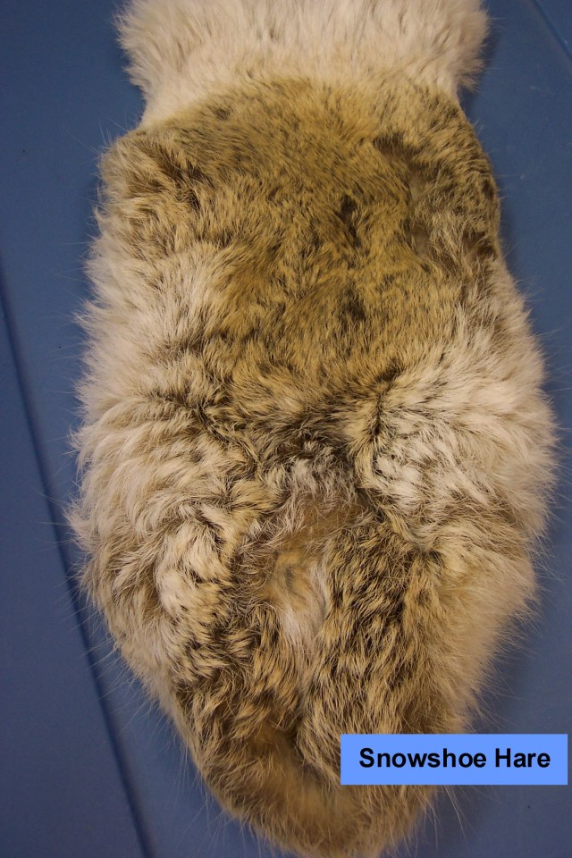 Snowshoe Hare