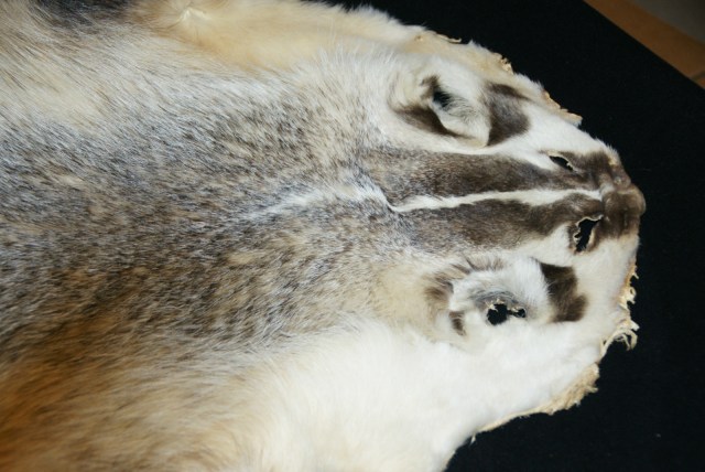 badger pelt2