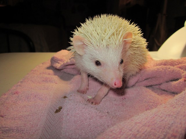 Twitch Hedgehog
