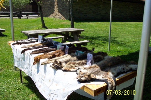 Carnivores of North America