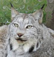 12-25-15 3356 cover copy (1)